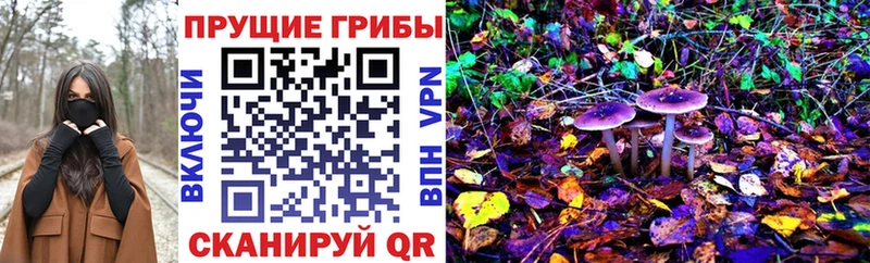 закладки  Шелехов  Галлюциногенные грибы Psilocybe 